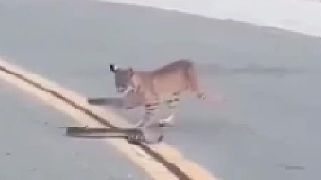 反应迅速的猞猁究竟有多狠