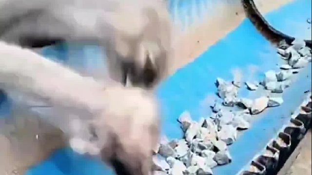 一群鸵鸟竟然狼吞虎咽的吃石头