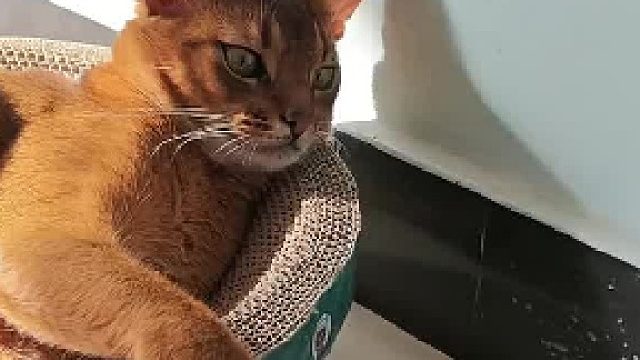 小猫快要被乌龟咬到时迅速躲开，猫：跟我玩反应你还得再练练