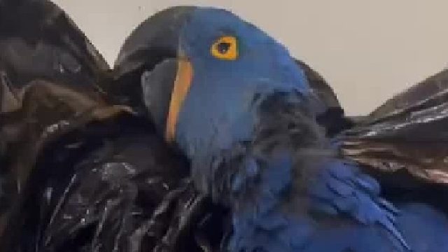 家里的金刚鹦鹉不慎嗝屁，网友：一辆轿车就这么没了！