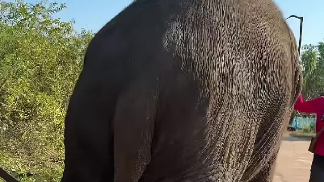 大象突然跪倒在地朝着人类寻求帮助