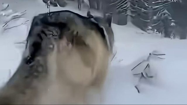 野狼不要命的咬向男子手中的斧头，结果令人十分震惊