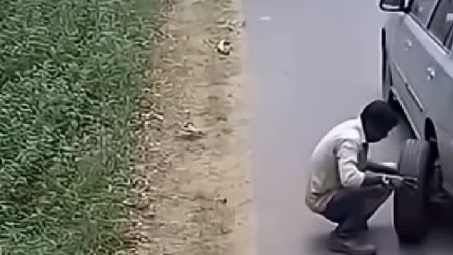 老虎发出猛攻猎物纷纷要遭殃了