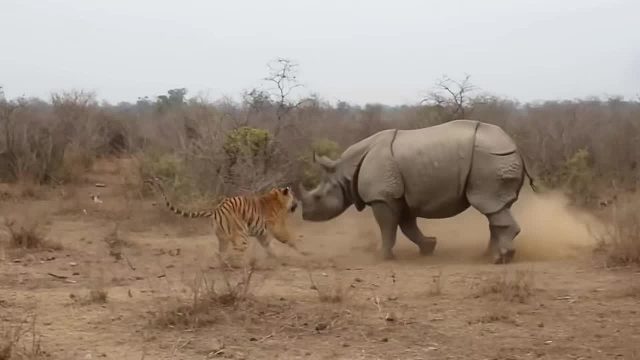 老虎想要捕猎犀牛为食，殊不知结局非常惨淡