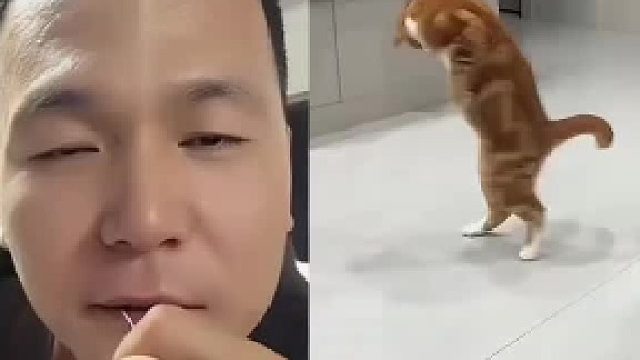 猫：我的QQ呢？