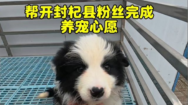 因为用心所以值得信任！帮杞县粉丝完成养宠心愿，经典黑白色边牧