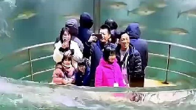 这种鱼停止游泳就会死？揭秘日本超神奇的甜甜圈水族馆！