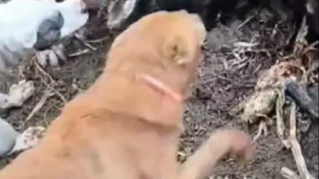 村民出动几百条猎犬对泛滥成灾的野猪进行疯狂抓捕