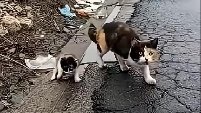 猫咪幼崽被老鹰叼走，小黄勇敢营救