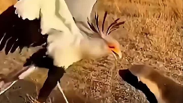 猫咪幼崽被老鹰叼走