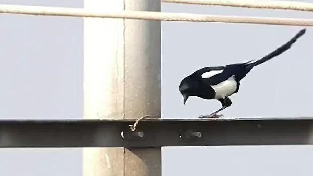 喜鹊夫妻合力搭建爱的巢穴