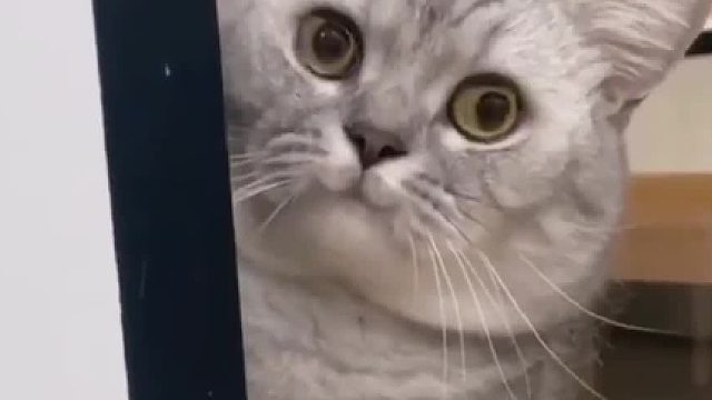 怎么样把猫的体型养的又大又壮