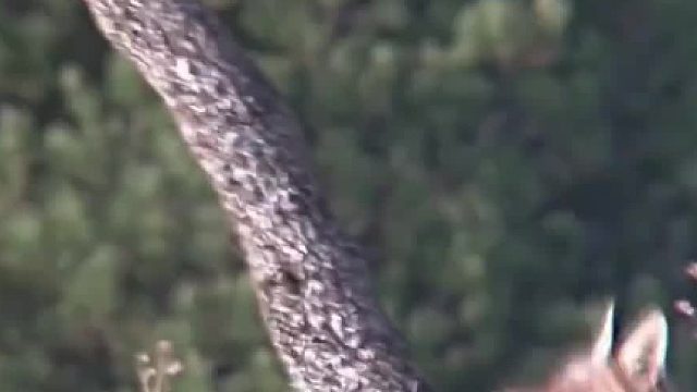 胆大包天的狐狸竟然偷走老鹰的食物，结果悲剧了