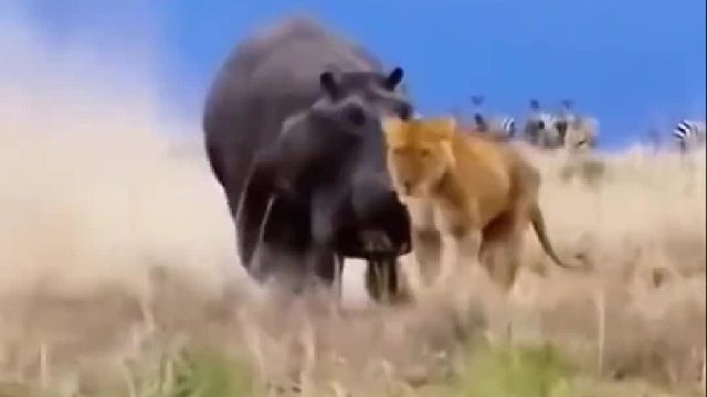 狮子竟然被河马严重咬伤，结局惨不忍睹