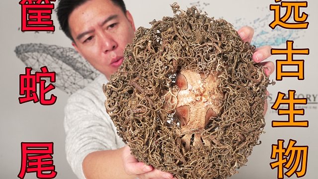 试吃“海洋十大恶心生物”筐蛇尾！