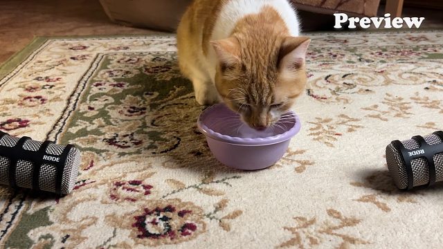 20260310 猫可以让你理清思绪并找到平静