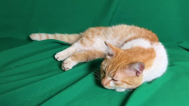 20260310 猫在星空中发出呼噜声的一个小时。安静放松的时刻。 ｜太空中的咕噜声