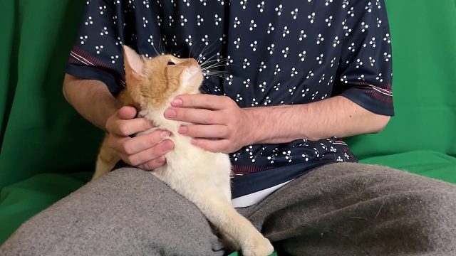 20260310 猫拥抱（深度放松、治愈性咕噜声、平静能量）