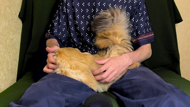 20260310 猫玩耍的一个小时 只是和平