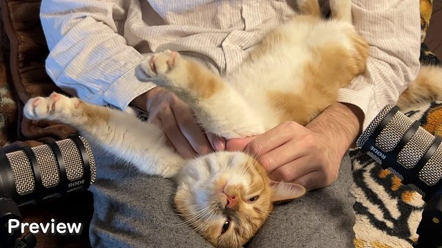 20260310 猫的呼噜声 – 平稳振动、深度休息、温和放松，