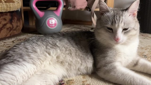 20260310 猫的呼噜声和环境音乐 - 缓解压力，治愈 528Hz，