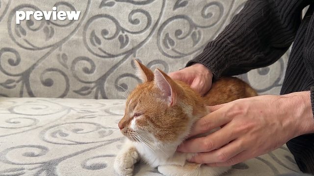 20260310 玩这个可以让你的猫平静下来并让它发出咕噜声 ( )