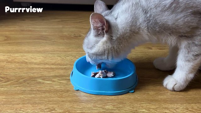 20260310 用于平静的背景猫视频（猫的声音、咕噜声）