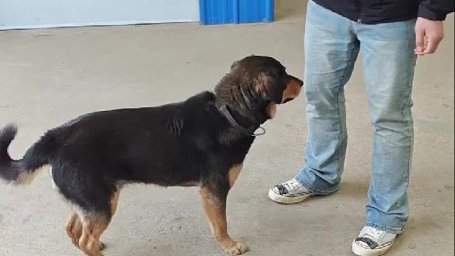 这狗贼有头脑子