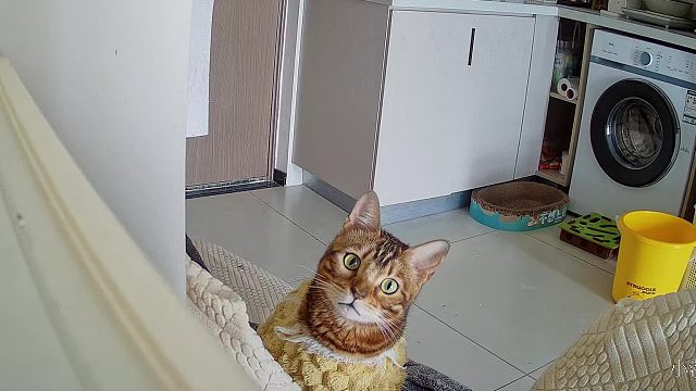 没带他们回来的第一个年