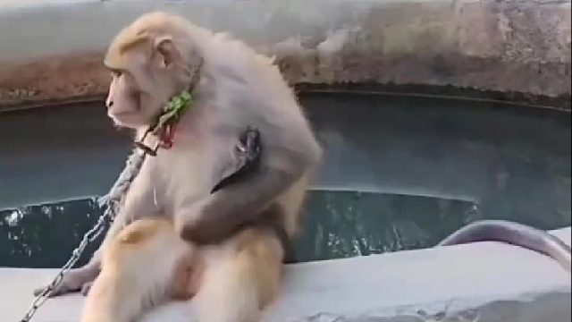 泛滥成灾的猴子被印尼老表送去投喂眼镜蛇