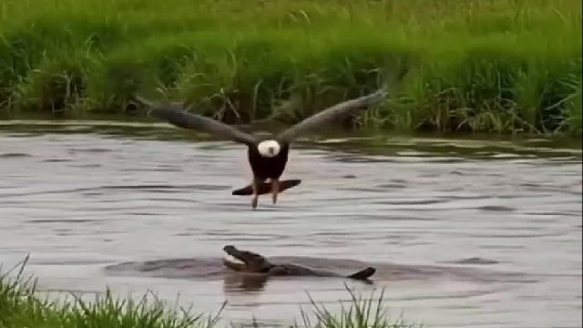 狐狸悄悄爬上树杈偷走老鹰猎物，不料结局悲催了