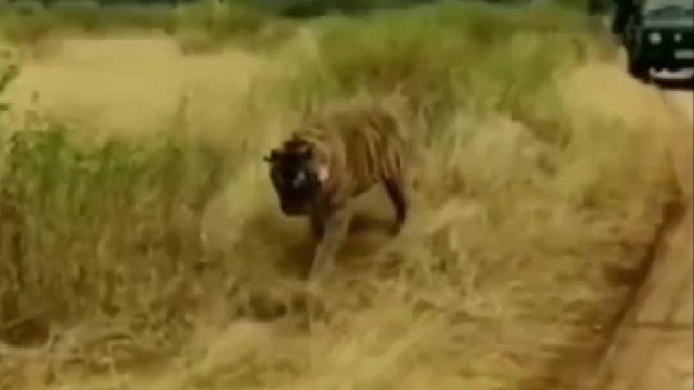 老虎主动挑衅眼镜王蛇，不料下一秒让它后悔莫及