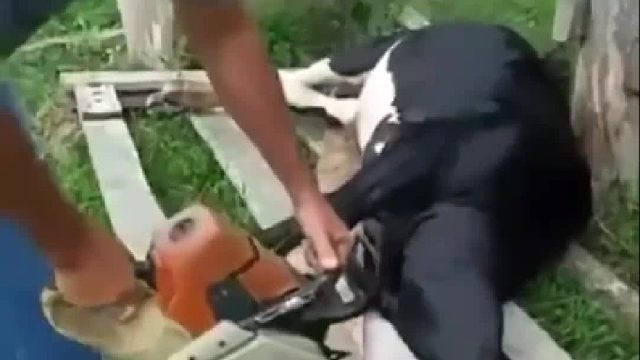 心火旺盛的大黑牛冲出围栏寻找牛翠花，不料下一秒悲剧了