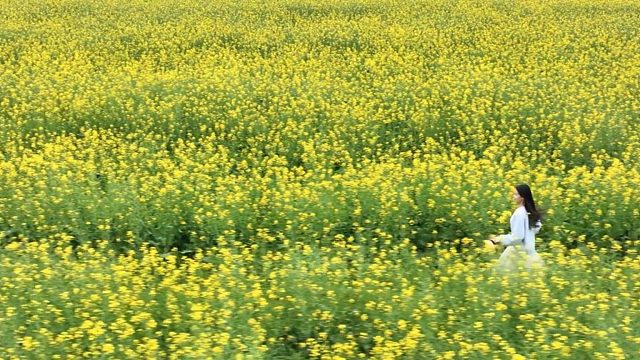 油菜花中奔跑的她，你在哪里！#航拍摄影 #油菜花#春天