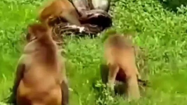 精明的猴哥偷吃香蕉躲过陷阱，最后却落入巨蟒手里