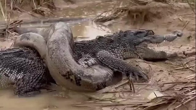 巨大神秘生物在河岸附近缠害鳄鱼以及牛羊简直恐怖如斯也
