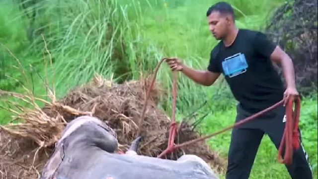 小哥出手解救被严重烧伤的老牛