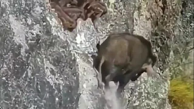 野猪带着一群幼崽翻过悬崖峭壁下山寻找食物