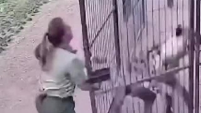鬣狗差点把女人当成了外卖，幸好.