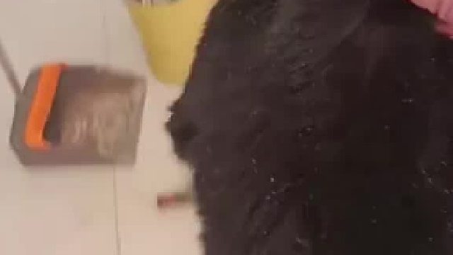 男子睡觉被猫抓伤，直接把猫给扔出家门