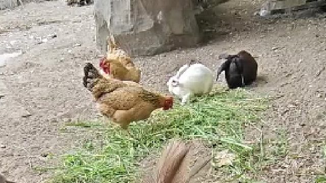 你去吃肉肉
