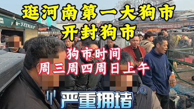 逛河南第一大狗市开封狗市！帮粉丝完成养宠心愿，让粉丝少踩坑！