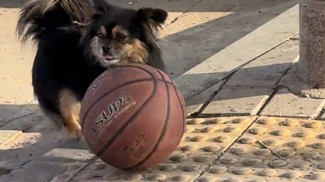 “你运球连都不如”