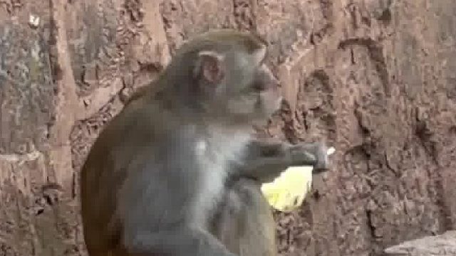 猴猴想要，猴猴得到