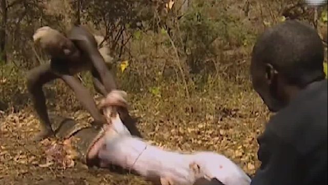 男人用大腿诱捕躲藏在洞穴内的巨蟒