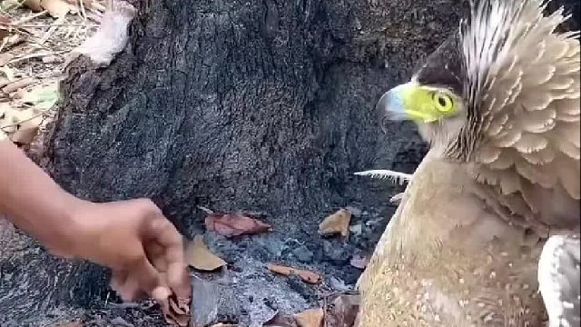 男子徒手伸进蛇鹰洞穴抓捕千年乌龟，最后还想偷走它的鹰蛋