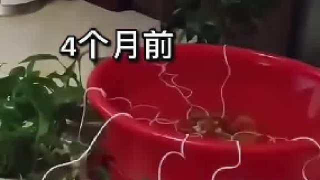 不会放马桶储水池里么，