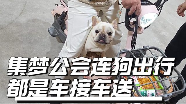 集梦公会连狗出行都是车接车送