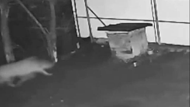 老虎半夜三更闯入院中抓土狗，就连狮子也要来吃狗肉