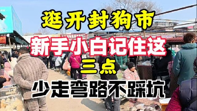 逛开封狗市帮粉丝完成养宠心愿，新手记住这三点，少走弯路不踩坑